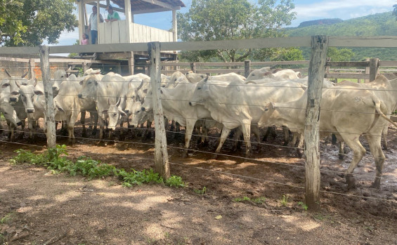 Polícia Civil recupera 28 cabeças de gado furtadas
