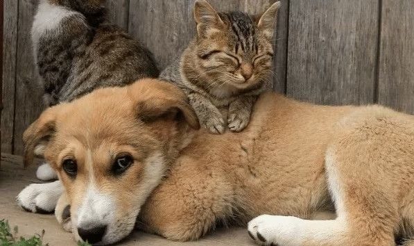 Comitê Pró-Animais aprova Plano de Ação biênio 2024-2026